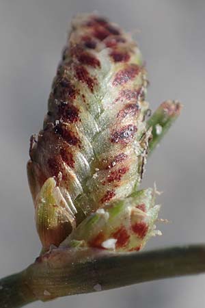 Cyperus pannonicus \ Salz-Zypergras / Pannonian Flatsedge, A Seewinkel, Apetlon 23.9.2022