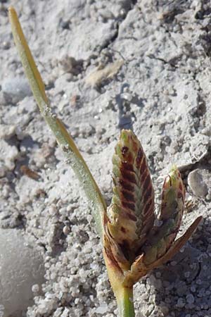 Cyperus pannonicus \ Salz-Zypergras / Pannonian Flatsedge, A Seewinkel, Apetlon 23.9.2022