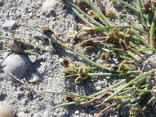 Cyperus pannonicus \ Salz-Zypergras / Pannonian Flatsedge, A Seewinkel, Apetlon 23.9.2022