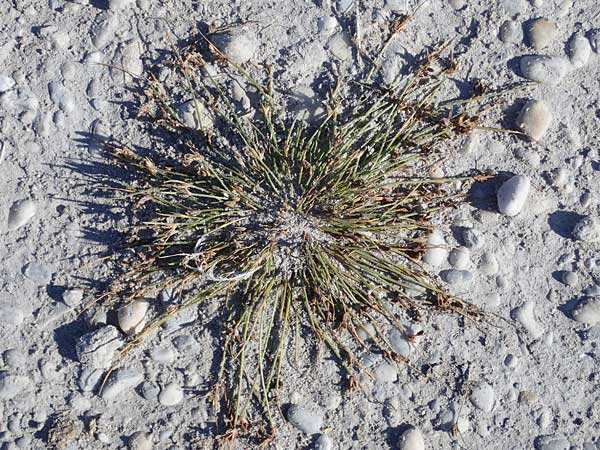 Cyperus pannonicus \ Salz-Zypergras / Pannonian Flatsedge, A Seewinkel, Apetlon 23.9.2022
