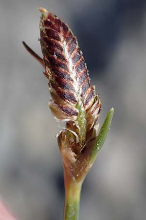 Cyperus pannonicus \ Salz-Zypergras / Pannonian Flatsedge, A Seewinkel, Apetlon 23.9.2022