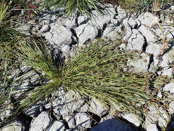 Cyperus pannonicus \ Salz-Zypergras / Pannonian Flatsedge, A Seewinkel, Apetlon 23.9.2022