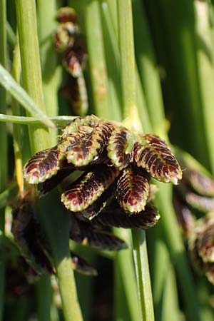 Cyperus pannonicus \ Salz-Zypergras / Pannonian Flatsedge, A Seewinkel, Apetlon 23.9.2022