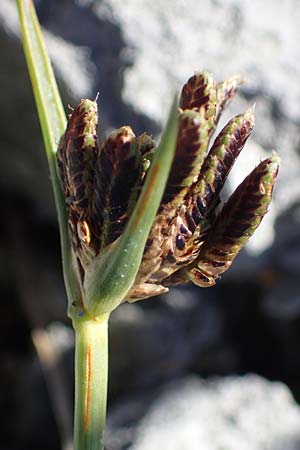 Cyperus pannonicus \ Salz-Zypergras / Pannonian Flatsedge, A Seewinkel, Apetlon 23.9.2022