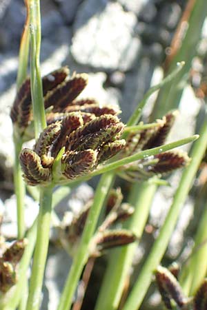 Cyperus pannonicus \ Salz-Zypergras / Pannonian Flatsedge, A Seewinkel, Apetlon 23.9.2022