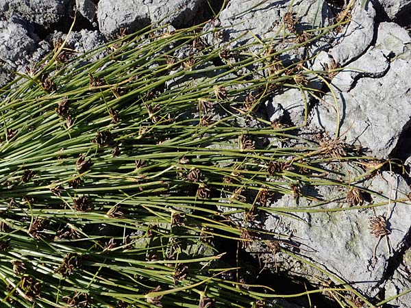 Cyperus pannonicus \ Salz-Zypergras / Pannonian Flatsedge, A Seewinkel, Apetlon 23.9.2022