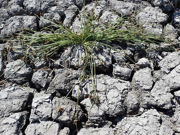 Cyperus pannonicus \ Salz-Zypergras / Pannonian Flatsedge, A Seewinkel, Apetlon 23.9.2022