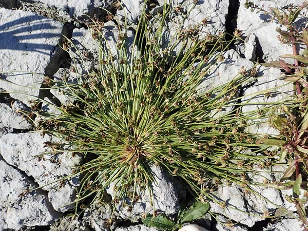 Cyperus pannonicus \ Salz-Zypergras / Pannonian Flatsedge, A Seewinkel, Apetlon 23.9.2022