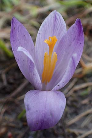 Crocus purpureus \ Neapel-Krokus / Adriatic Crocus, A Gresten 1.4.2023