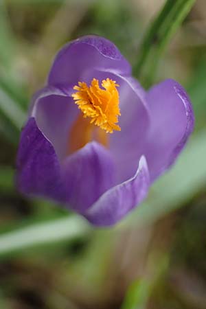Crocus purpureus \ Neapel-Krokus / Adriatic Crocus, A Gresten 1.4.2023