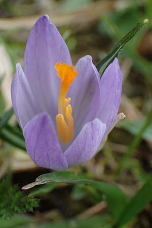 Crocus purpureus \ Neapel-Krokus / Adriatic Crocus, A Gresten 1.4.2023