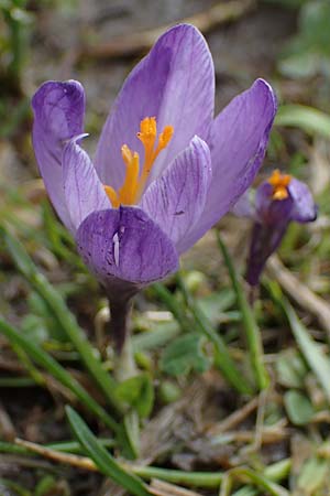 Crocus purpureus \ Neapel-Krokus / Adriatic Crocus, A Gresten 1.4.2023
