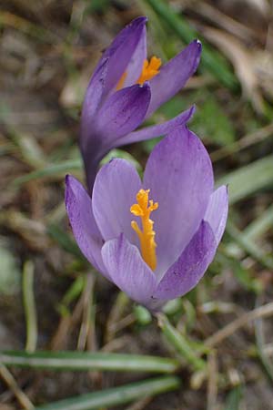 Crocus purpureus \ Neapel-Krokus / Adriatic Crocus, A Gresten 1.4.2023