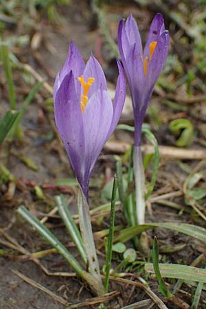 Crocus purpureus \ Neapel-Krokus / Adriatic Crocus, A Gresten 1.4.2023