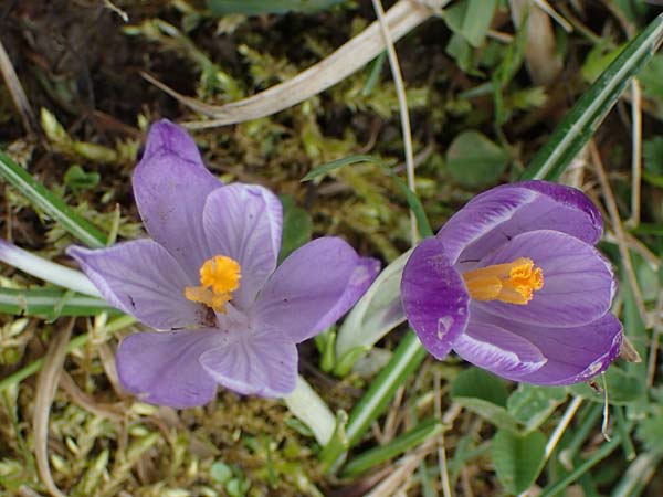Crocus purpureus \ Neapel-Krokus / Adriatic Crocus, A Gresten 1.4.2023