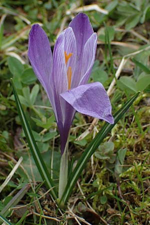 Crocus purpureus \ Neapel-Krokus / Adriatic Crocus, A Gresten 1.4.2023