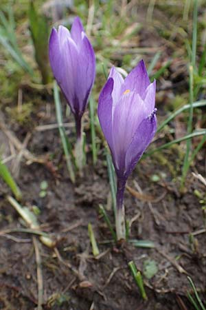 Crocus purpureus \ Neapel-Krokus / Adriatic Crocus, A Gresten 1.4.2023
