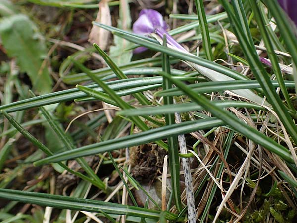 Crocus purpureus \ Neapel-Krokus / Adriatic Crocus, A Gresten 1.4.2023