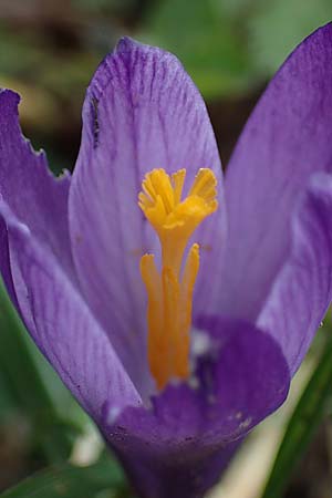 Crocus purpureus \ Neapel-Krokus / Adriatic Crocus, A Gresten 1.4.2023
