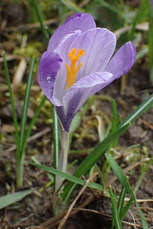 Crocus purpureus \ Neapel-Krokus / Adriatic Crocus, A Gresten 1.4.2023