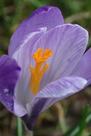 Crocus purpureus \ Neapel-Krokus / Adriatic Crocus, A Gresten 1.4.2023