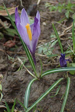 Crocus purpureus \ Neapel-Krokus / Adriatic Crocus, A Gresten 1.4.2023