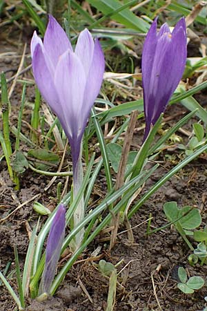 Crocus purpureus \ Neapel-Krokus / Adriatic Crocus, A Gresten 1.4.2023