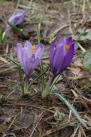 Crocus purpureus \ Neapel-Krokus / Adriatic Crocus, A Gresten 1.4.2023