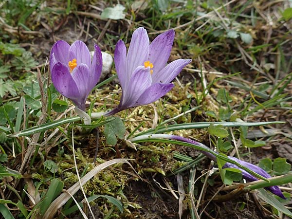 Crocus purpureus \ Neapel-Krokus / Adriatic Crocus, A Gresten 1.4.2023