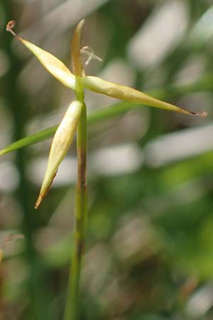 Carex pauciflora \ Wenigbltige Segge / Few-Flowered Sedge, A Kärnten/Carinthia, Koralpe 4.7.2023