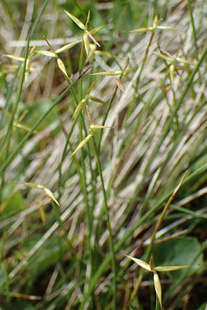 Carex pauciflora \ Wenigbltige Segge / Few-Flowered Sedge, A Kärnten/Carinthia, Koralpe 4.7.2023