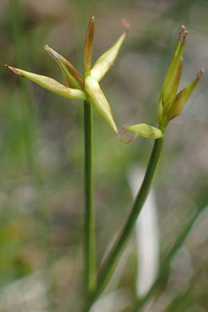 Carex pauciflora \ Wenigbltige Segge / Few-Flowered Sedge, A Kärnten/Carinthia, Koralpe 4.7.2023