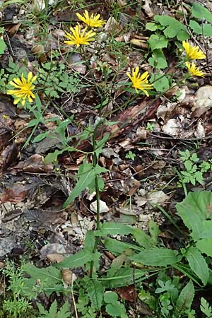Crepis paludosa \ Sumpf-Pippau / Marsh Hawk's-Beard, A St. Gallen im Gesäuse 4.7.2024