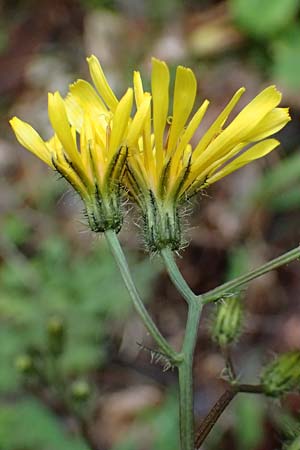 Crepis paludosa \ Sumpf-Pippau / Marsh Hawk's-Beard, A St. Gallen im Gesäuse 4.7.2024