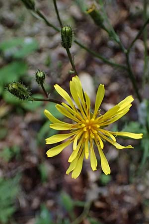 Crepis paludosa \ Sumpf-Pippau / Marsh Hawk's-Beard, A St. Gallen im Gesäuse 4.7.2024