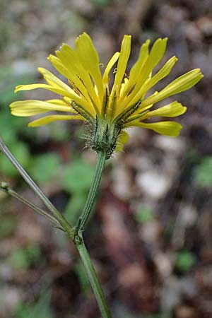 Crepis paludosa \ Sumpf-Pippau / Marsh Hawk's-Beard, A St. Gallen im Gesäuse 4.7.2024