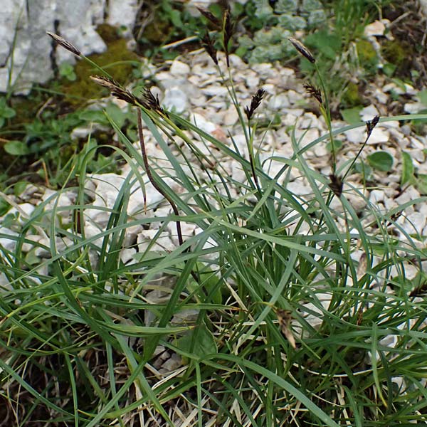 Carex sempervirens \ Horst-Segge, Immergrne Segge / Evergreen Sedge, A Trenchtling 6.7.2024
