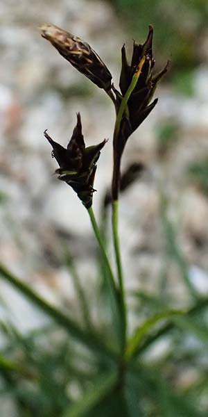 Carex sempervirens \ Horst-Segge, Immergrne Segge / Evergreen Sedge, A Trenchtling 6.7.2024