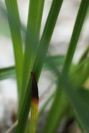 Carex sempervirens \ Horst-Segge, Immergrne Segge / Evergreen Sedge, A Trenchtling 6.7.2024