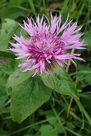 Centaurea pseudophrygia \ Percken-Flockenblume / Wig Knapweed, A Admont 7.7.2024