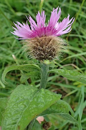 Centaurea pseudophrygia \ Percken-Flockenblume / Wig Knapweed, A Admont 7.7.2024