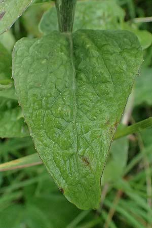 Centaurea pseudophrygia \ Percken-Flockenblume / Wig Knapweed, A Admont 7.7.2024
