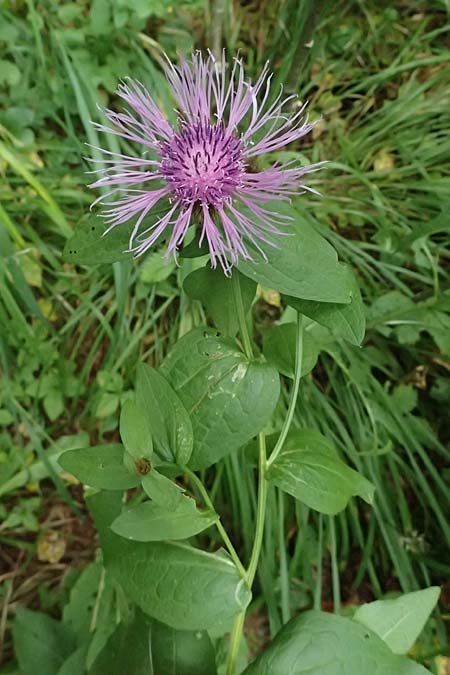 Centaurea pseudophrygia \ Percken-Flockenblume / Wig Knapweed, A Kaprun 10.8.2025