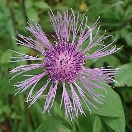 Centaurea pseudophrygia \ Percken-Flockenblume / Wig Knapweed, A Kaprun 10.8.2025
