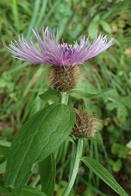 Centaurea pseudophrygia \ Percken-Flockenblume / Wig Knapweed, A Kaprun 10.8.2025