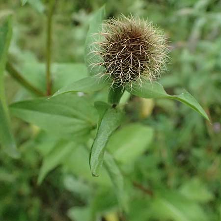 Centaurea pseudophrygia \ Percken-Flockenblume / Wig Knapweed, A Kaprun 10.8.2025