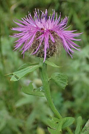 Centaurea pseudophrygia \ Percken-Flockenblume / Wig Knapweed, A Kaprun 10.8.2025