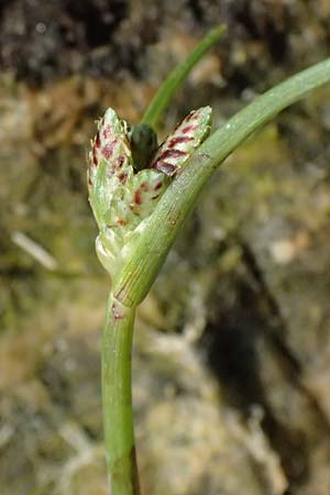 Cyperus pannonicus \ Salz-Zypergras / Pannonian Flatsedge, A Seewinkel, Apetlon 13.8.2025