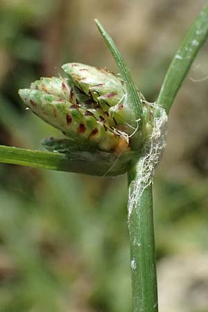 Cyperus pannonicus \ Salz-Zypergras / Pannonian Flatsedge, A Seewinkel, Apetlon 13.8.2025