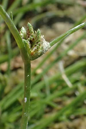 Cyperus pannonicus \ Salz-Zypergras / Pannonian Flatsedge, A Seewinkel, Apetlon 13.8.2025